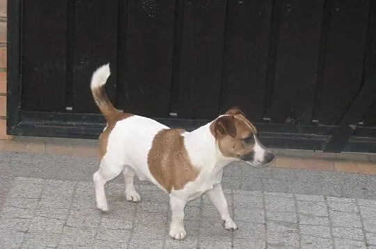 Jack russell terrier