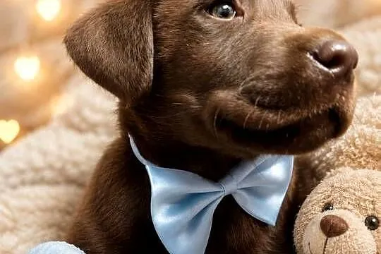 Labrador Retriever suczka nr 2 po ojcu pochodzenia FCI