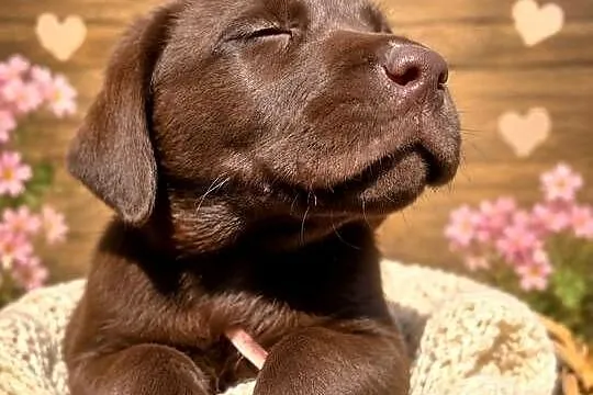 Labrador Retriever suczka nr 2 po ojcu pochodzenia FCI, Śląskie, Katowice