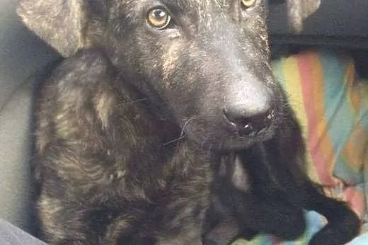100 % słodyczy - szczeniak Mr. Boski do adopcji,  mazowieckie Warszawa