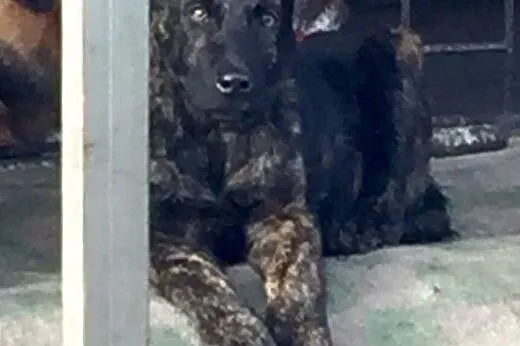 100 % słodyczy - szczeniak Mr. Boski do adopcji,  