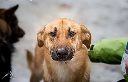 ORION - psia gwiazda dla Twojego domu :) , mazowi