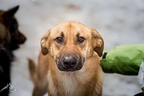 ORION - psia gwiazda dla Twojego domu :) ,  mazowi