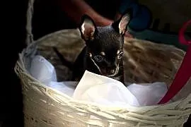 Ostatni szczeniak Toy Terrier mini – piesek.