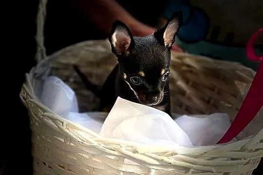 Ostatni szczeniak Toy Terrier mini – piesek.
