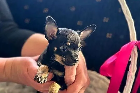 Ostatni szczeniak Toy Terrier mini – piesek., Łódzkie, Piotrków Trybunalski