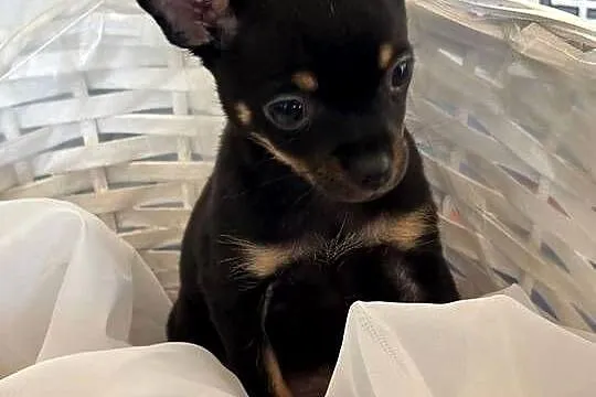 Ostatni szczeniak Toy Terrier mini – piesek., Łódzkie, Piotrków Trybunalski