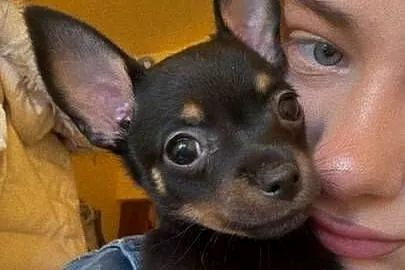 Ostatni szczeniak Toy Terrier mini – piesek., Łódzkie, Piotrków Trybunalski