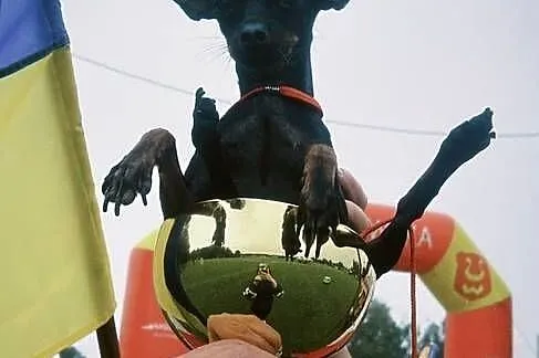 Ostatni szczeniak Toy Terrier mini – piesek., Łódzkie, Piotrków Trybunalski