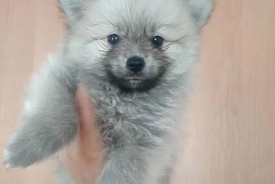 szpic miniaturowy 2