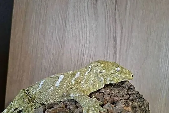 Gekon olbrzymi leachianus samice