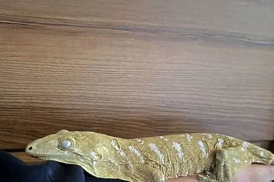 Gekon olbrzymi leachianus samice, Małopolskie, Nowy Sącz