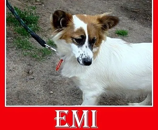7kg,mała,młoda,łagodna,tulaśna suczka EMI.Adopcja,