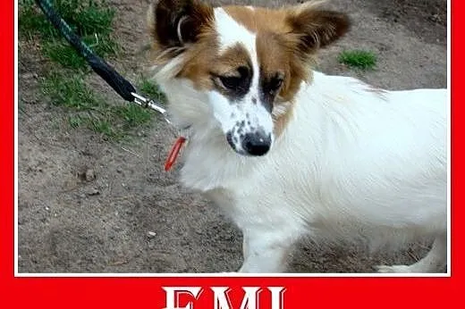 7kg,mała,młoda,łagodna,tulaśna suczka EMI.Adopcja,
