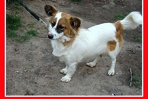 7kg,mała,młoda,łagodna,tulaśna suczka EMI.Adopcja,