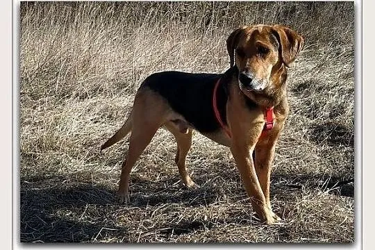 Ogar mix,młody 2 lata,25 kg,przyjacielski,przyjazny pies LUTO.Adopcja., Łódzkie, Łódź