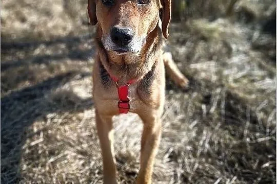 Ogar mix,młody 2 lata,25 kg,przyjacielski,przyjazny pies LUTO.Adopcja., Łódzkie, Łódź