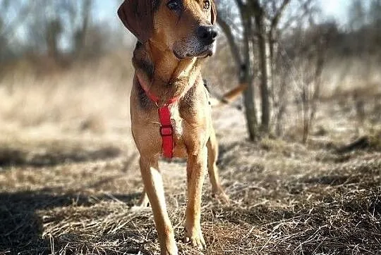 Ogar mix,młody 2 lata,25 kg,przyjacielski,przyjazny pies LUTO.Adopcja., Łódzkie, Łódź