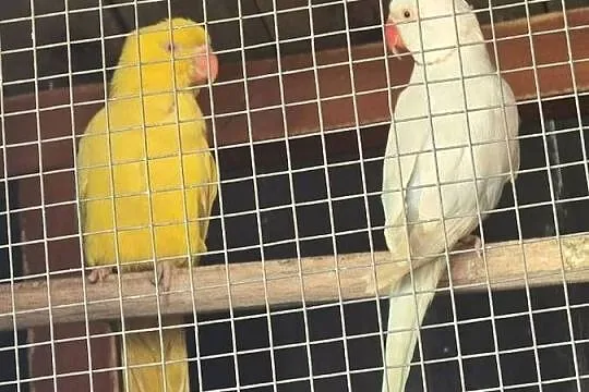 Piękna para lęgowa aleksandrett obrożnych, Wielkopolskie, Pakosław