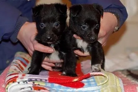 2 suczki 4 tygodniowe po mamie 5kg wagi,  łódzkie Skierniewice