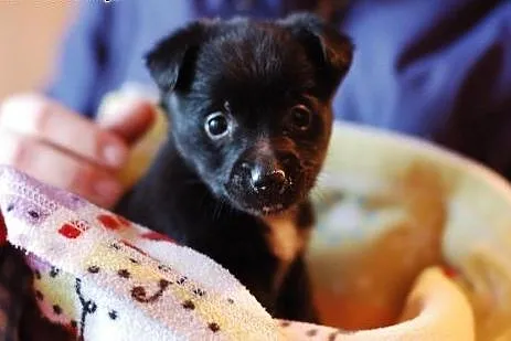 2 suczki 4 tygodniowe po mamie 5kg wagi,  łódzkie 