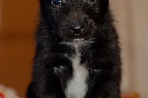 2 suczki 4 tygodniowe po mamie 5kg wagi,  łódzkie 