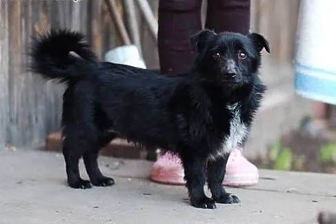 2 suczki 4 tygodniowe po mamie 5kg wagi,  łódzkie 