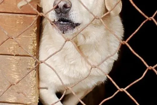 Adoptuj najsmutniejszy schroniskowy pyszczek :) , 