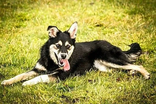 Melisa - fajna sunia do przygarnięcia od zaraz! :)