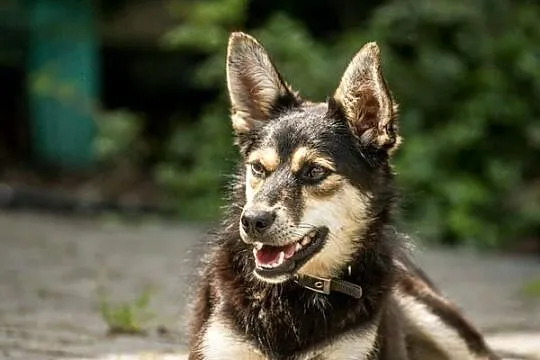 Melisa - fajna sunia do przygarnięcia od zaraz! :)
