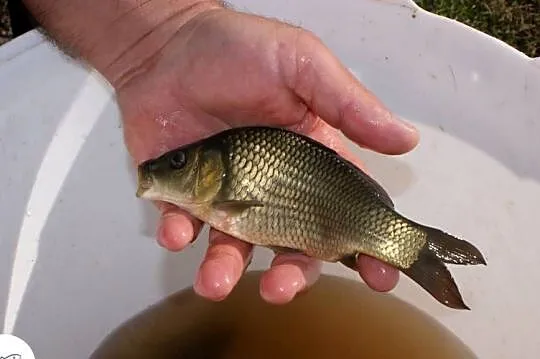 Karp pełnołuski sazan