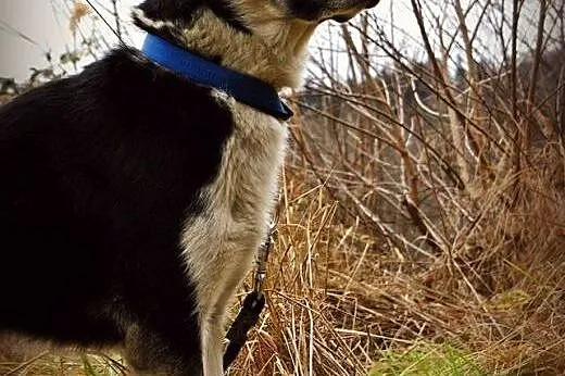 Luna w typie husky czeka na dom,  dolnośląskie Jel