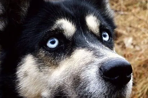 Luna w typie husky czeka na dom,  dolnośląskie Jel