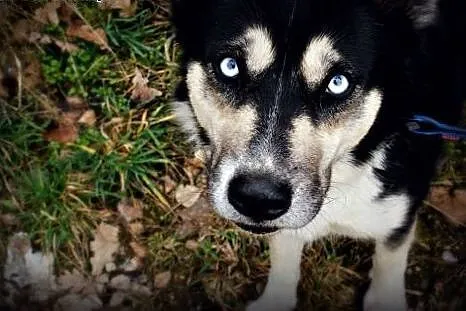 Luna w typie husky czeka na dom,  dolnośląskie Jel