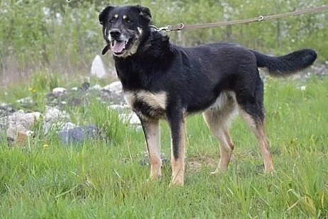 Pokochaj MORUSA psiaka o wielkim sercu,  mazowieck