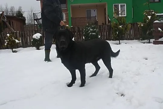 Czarny labrador czeka na dom