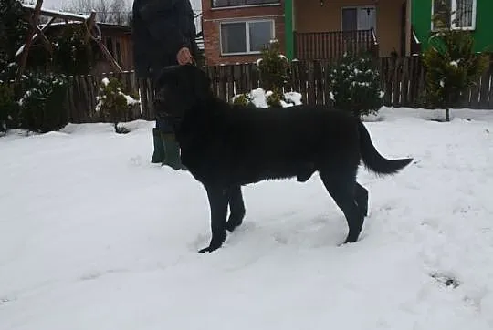 Czarny labrador czeka na dom