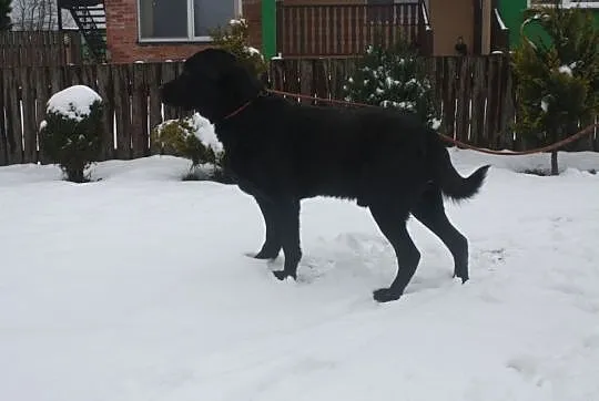 Czarny labrador czeka na dom