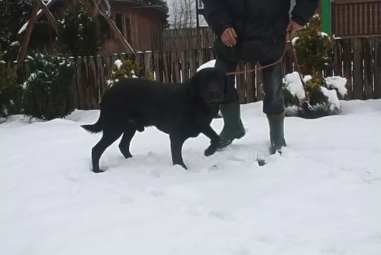Czarny labrador czeka na dom