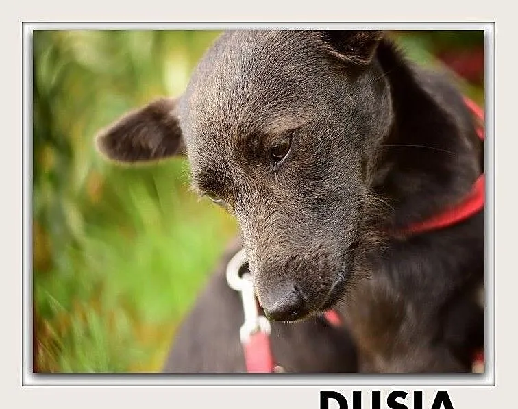 DUSIA,8kg,mała,wesoła,młoda,łagodna,sterylizowana suczka.ADOPCJA, Mazowieckie, Warszawa