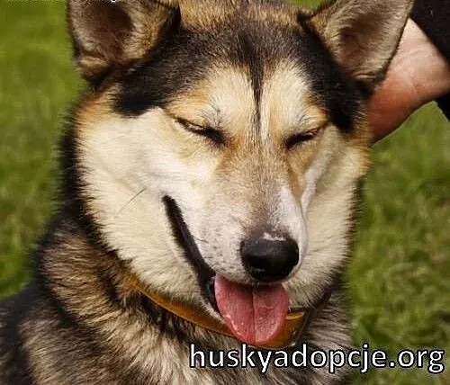 PAJTON - młody, wesoły trójłapek husky do adopcji,