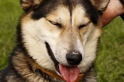 PAJTON - młody, wesoły trójłapek husky do adopcji,