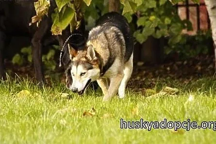 PAJTON - młody, wesoły trójłapek husky do adopcji,