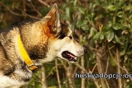 PAJTON - młody, wesoły trójłapek husky do adopcji,