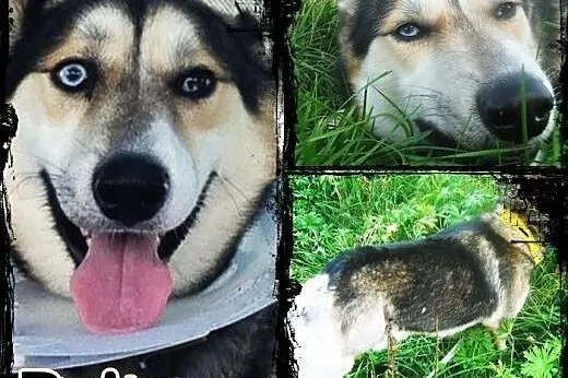 PAJTON - młody, wesoły trójłapek husky do adopcji,