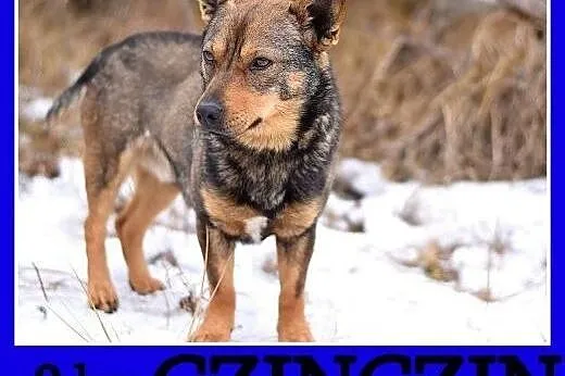 Mały 9 kg, towarzyski, przyjacielski ,łagodny psiak CZINCZIN.Adopcja,  dolnośląskie Wrocław