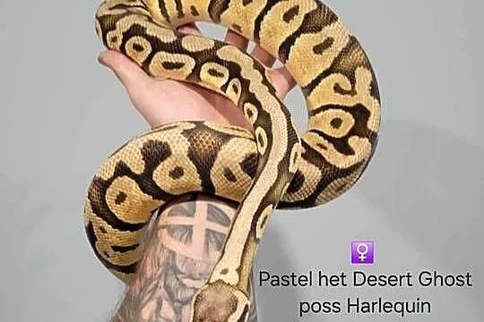 Pyton królewski pastel het DG poss Harlequin