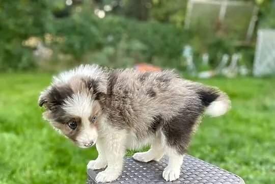 Border collie samiec piesek merle