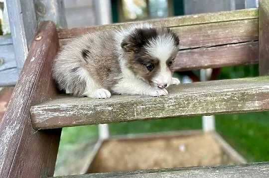 Border collie samiec piesek merle, Świętokrzyskie, Ostrowiec Świętokrzyski