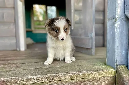 Border collie samiec piesek merle, Świętokrzyskie, Ostrowiec Świętokrzyski